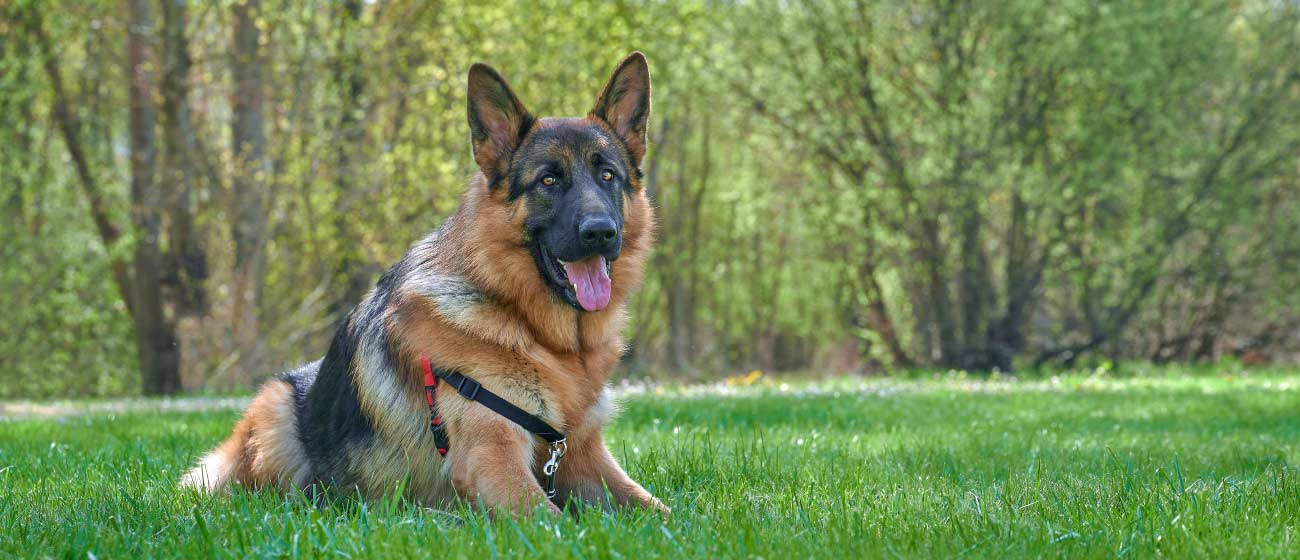 Adiestramiento Integral una relación fuerte y segura con tu mascota