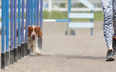 Disciplinas caninas: conoce el mundo del Agility