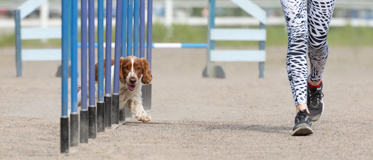 Disciplinas caninas conoce el mundo del Agility