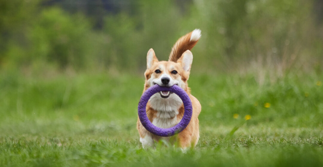 ¿Necesita tu perro un adiestrador?