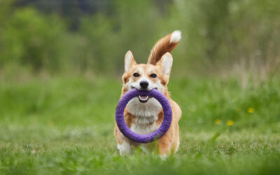 ¿Necesita tu perro un adiestrador?