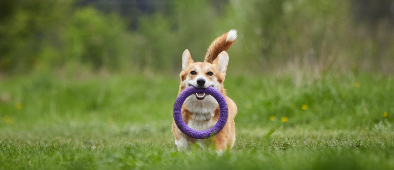 Necesita tu perro un adiestrador