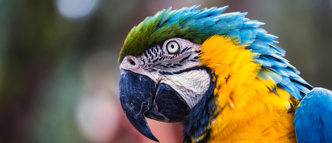 Descubre nuestro criadero de aves y aves exóticas