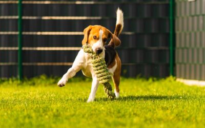 Las ventajas de las residencias caninas y felinas