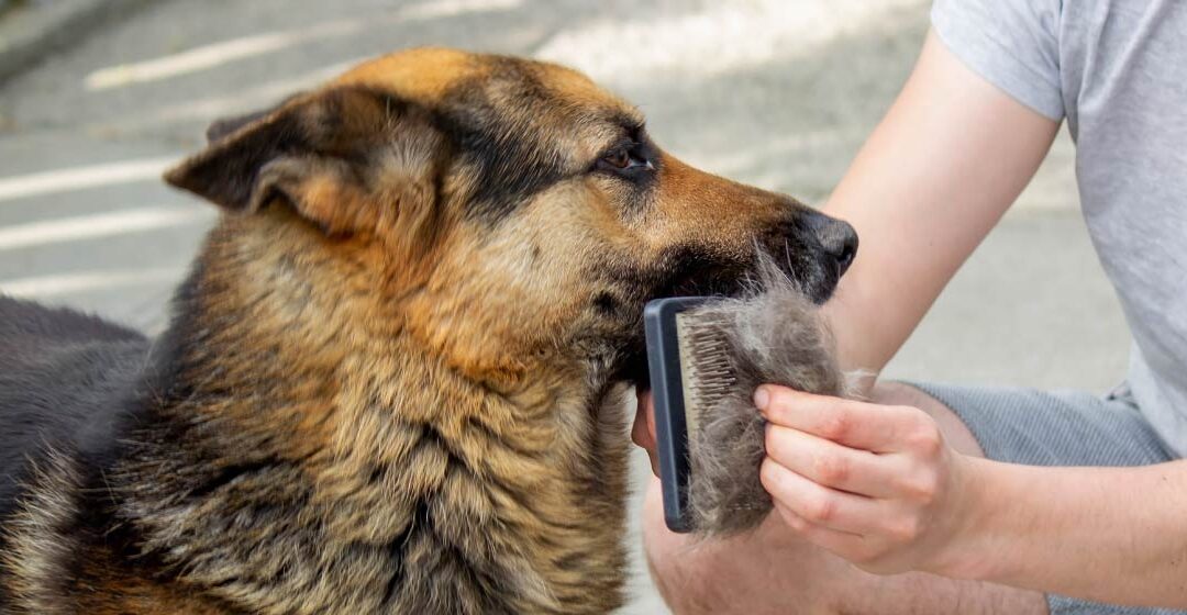 Cómo cuidar el pelo de tu mascota en casa