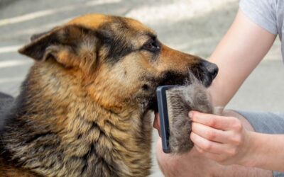 Cómo cuidar el pelo de tu mascota en casa