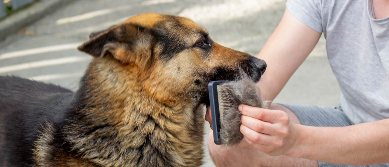 Cómo cuidar el pelo de tu mascota en casa