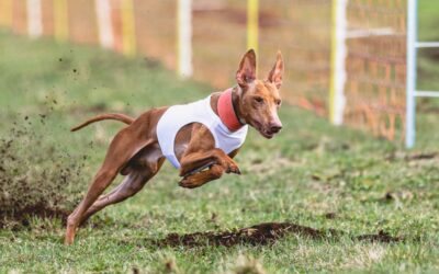 Todo lo que necesitas saber sobre competir con tu perro