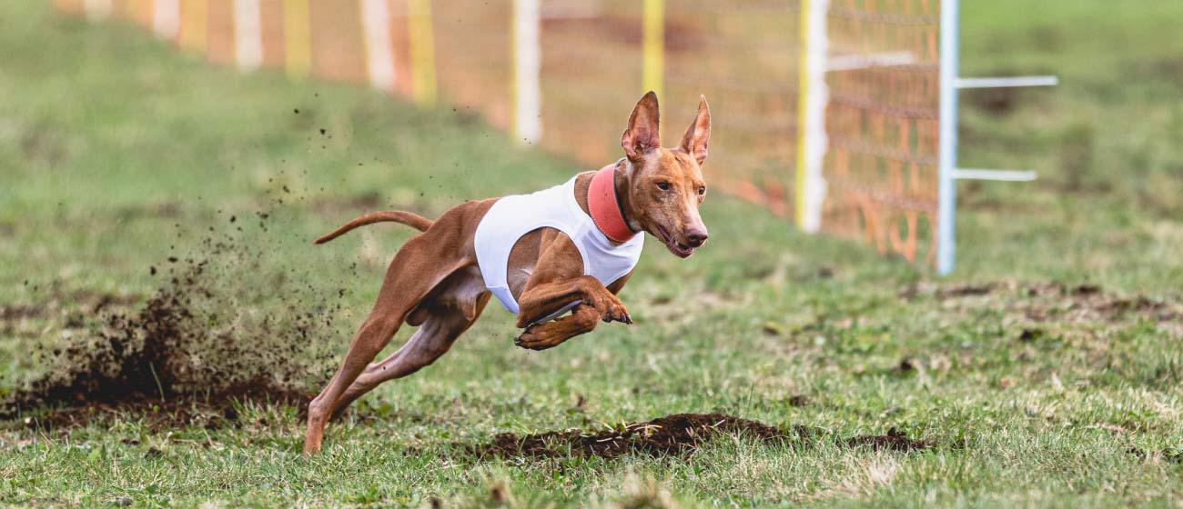 Todo lo que necesitas saber sobre competir con tu perro