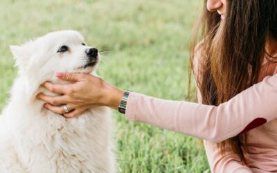 Consejos para elegir una mascota