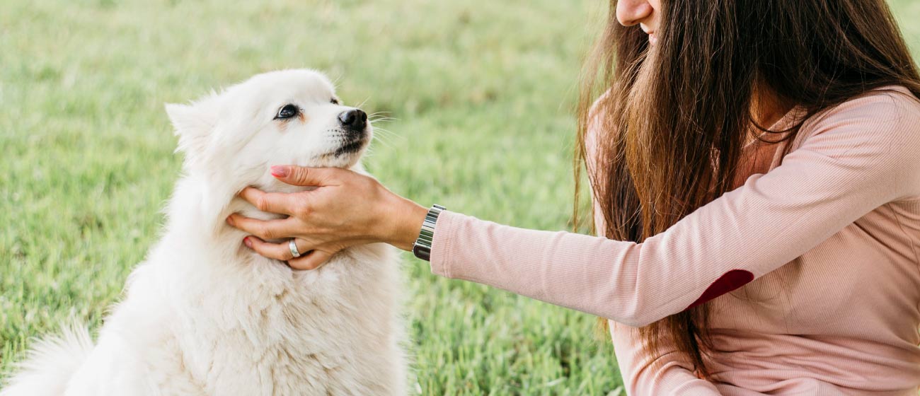 Consejos para elegir una mascota