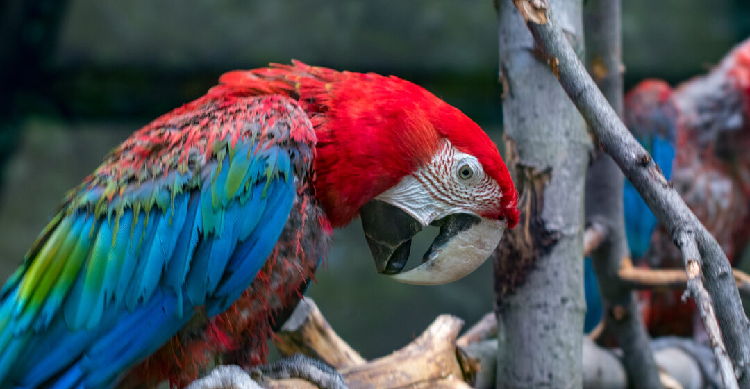 Aves exóticas como mascotas: cuidados y consideraciones