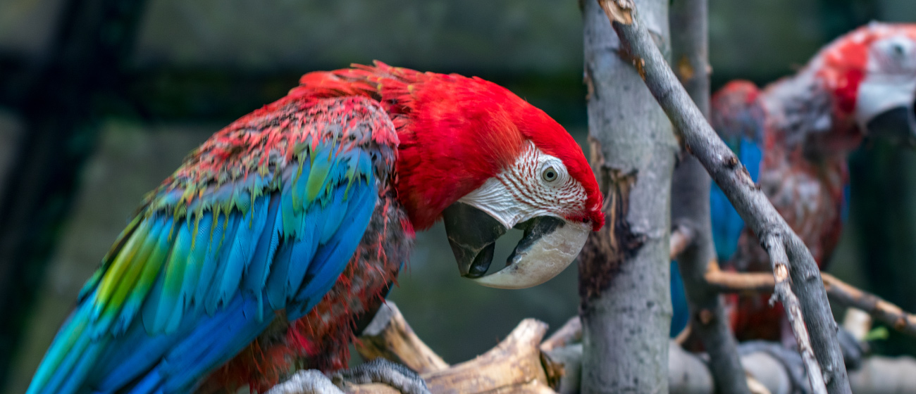 Aves exóticas como mascotas cuidados y consideraciones