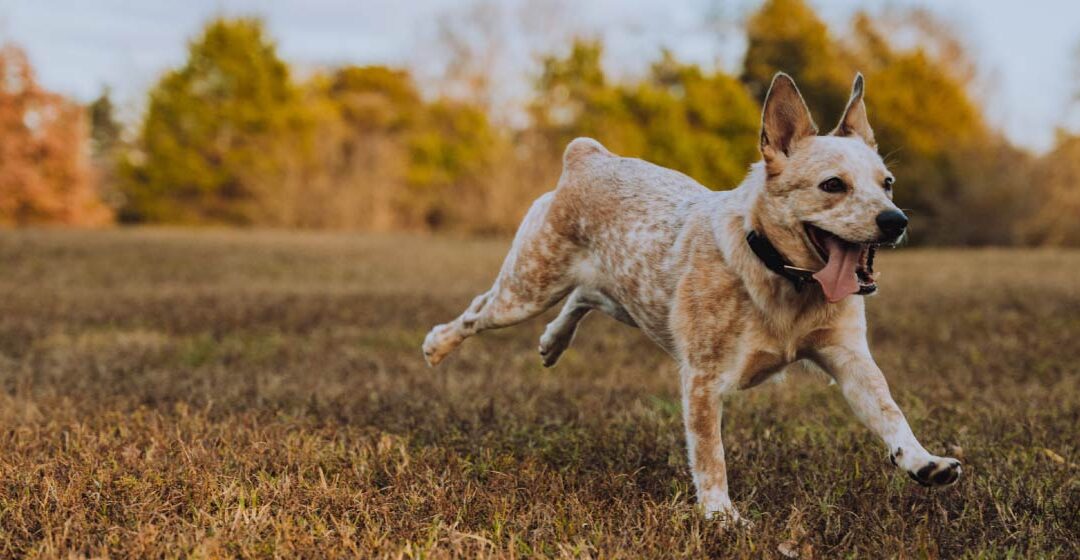 ¿Por qué algunos perros no obedecen?