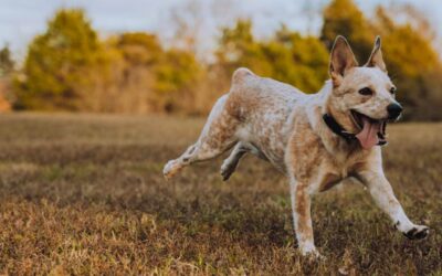 ¿Por qué algunos perros no obedecen?
