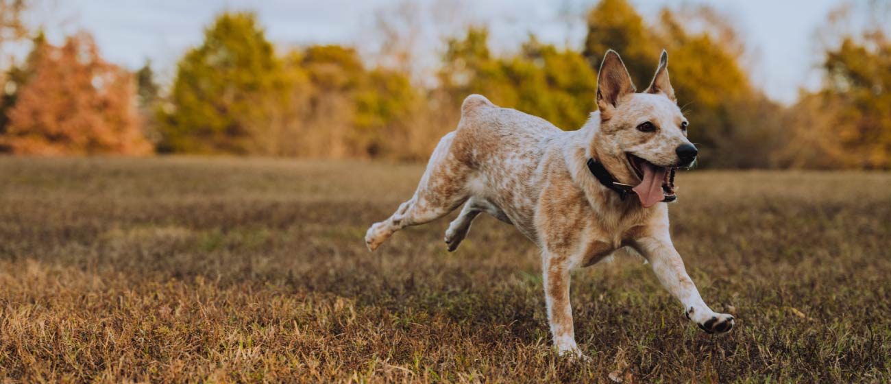 Por qué algunos perros no obedecen