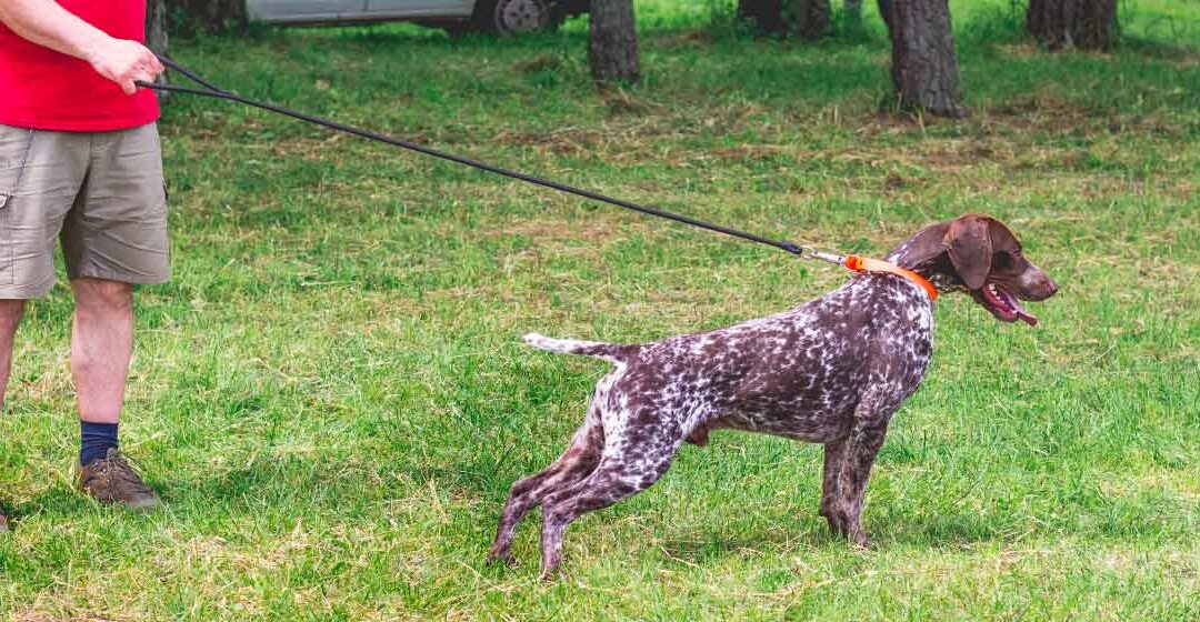 Errores comunes al adiestrar a tu perro y cómo evitarlos