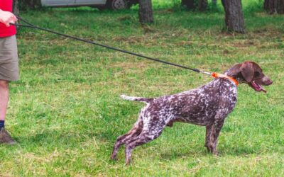 Errores comunes al adiestrar a tu perro y cómo evitarlos