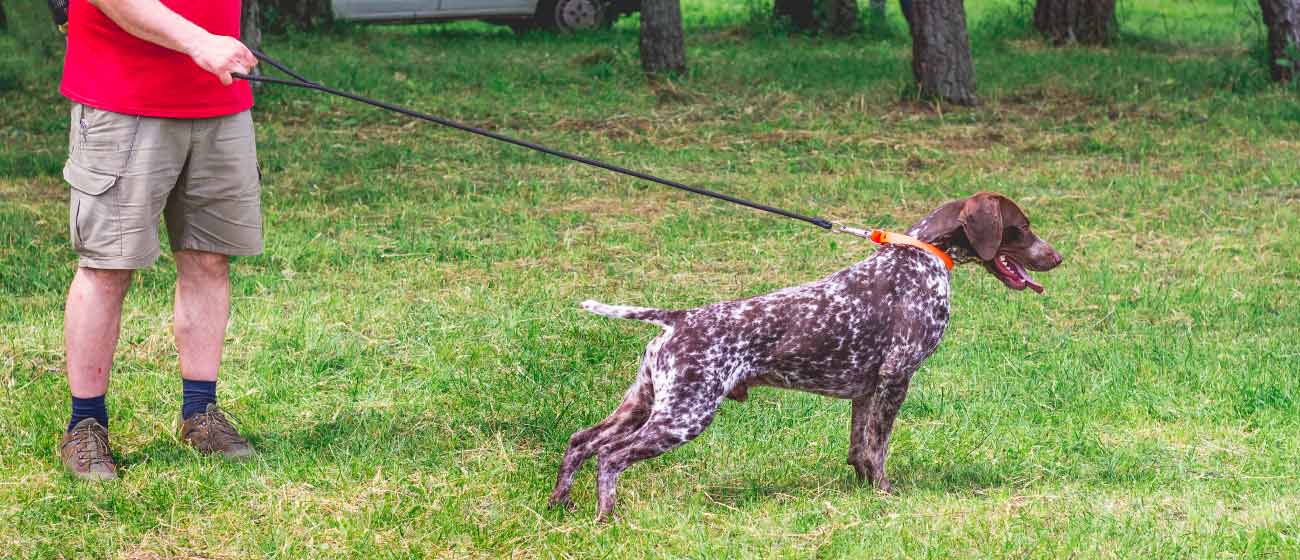 Errores comunes al adiestrar a tu perro y cómo evitarlos