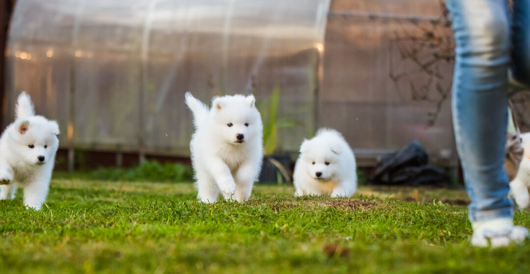 Socialización temprana en cachorros