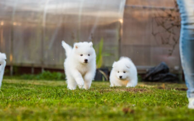 Socialización temprana en cachorros