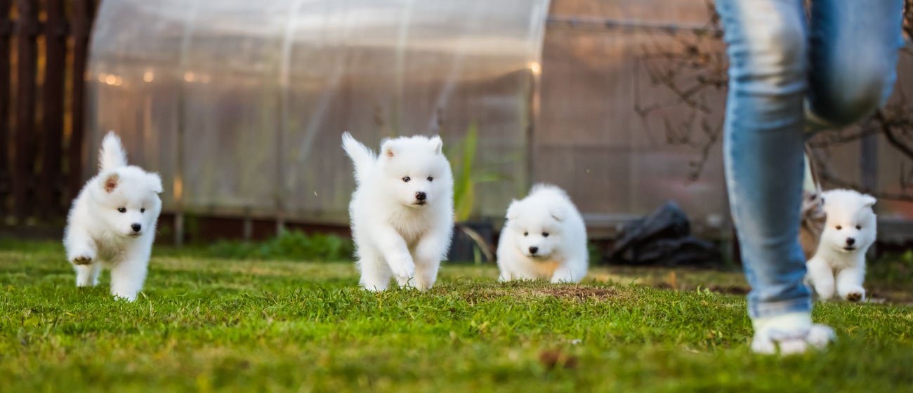 Socialización temprana en cachorros