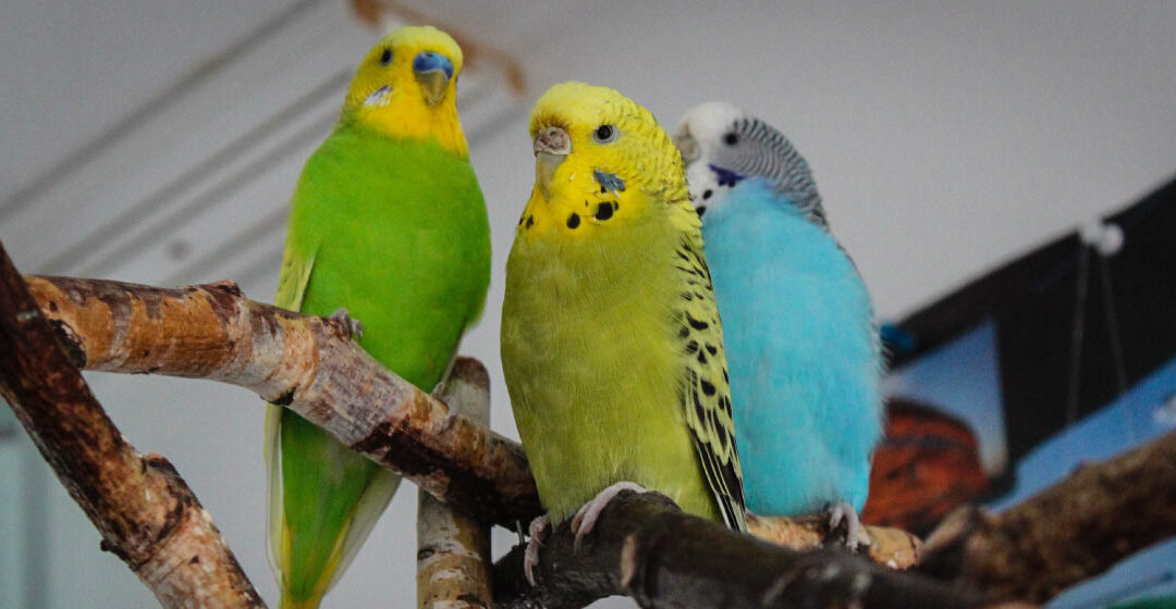 La importancia de la socialización en aves domésticas