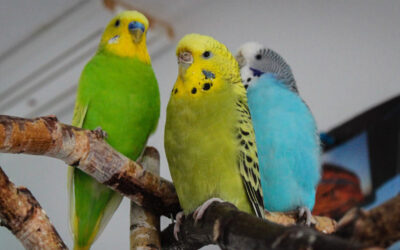 La importancia de la socialización en aves domésticas