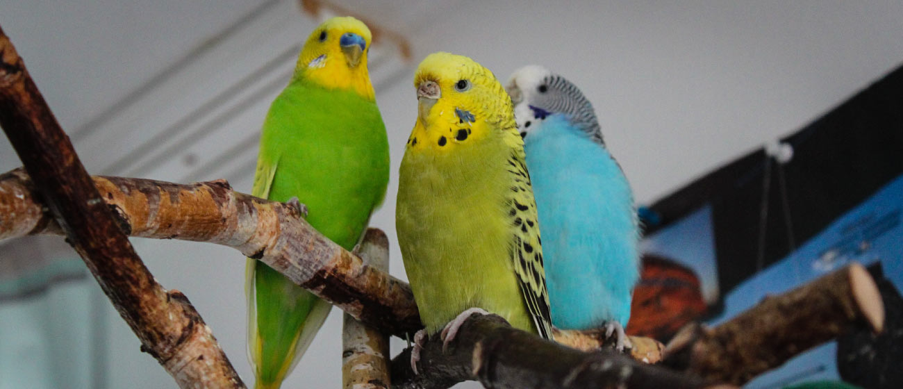 La importancia de la socialización en aves domésticas