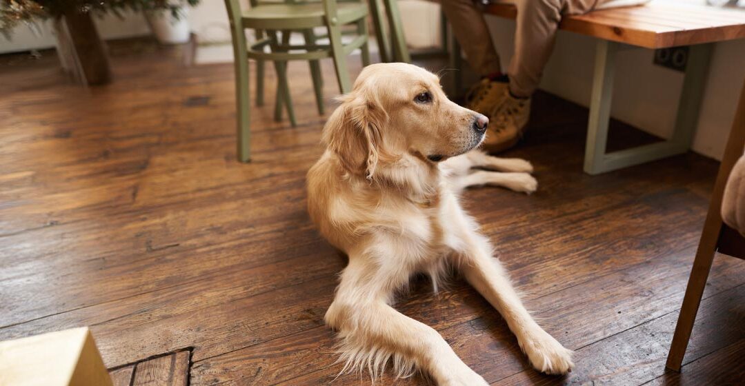 Cómo preparar a tu mascota para vivir en un piso o apartamento