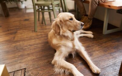 Cómo preparar a tu mascota para vivir en un piso o apartamento